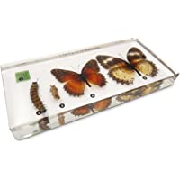 Los mejores  - Ciclo de vida de desarrollo de la mariposa en el bloque de acrílico - Muestra de taxidermia
